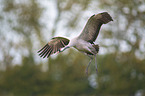 flying Common Crane