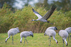 Common Cranes
