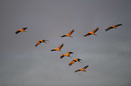 flying Common Cranes