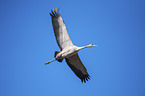 flying Common Crane