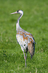 walking Common Crane