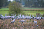 Common Cranes