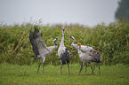 Common Cranes