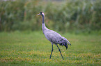 walking Common Crane