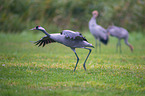 Common Cranes