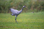 walking Common Crane