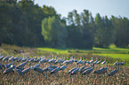 Common Cranes