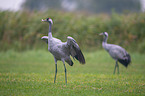 Common Cranes