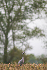 common crane