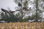 common cranes