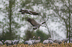 common cranes