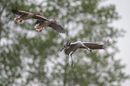 common crane