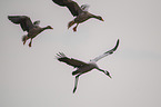 common crane