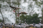 common cranes