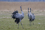 common cranes