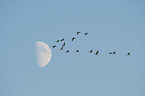 common cranes