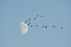 common cranes