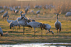 common cranes
