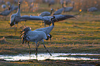 common cranes