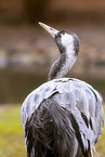Common Crane