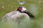 Common Crane