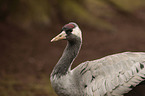 Common Crane