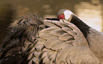 Common Crane