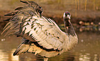 Common Crane