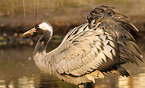 Common Crane