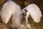 Common Crane