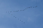 common cranes