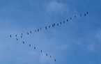 common cranes