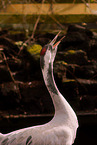 common crane