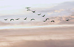 common cranes
