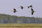 common cranes