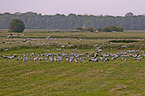common cranes