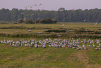 common cranes