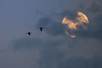 common cranes