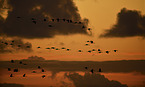 common cranes