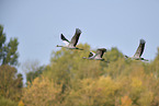 common cranes