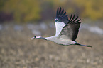 common crane