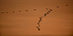 common cranes