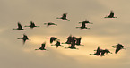 common cranes
