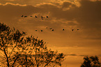 common cranes