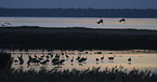 common cranes