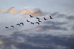 common cranes