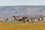 common cranes