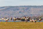 common cranes