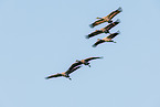 common cranes