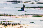 common crane